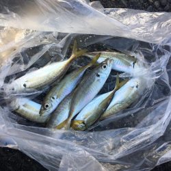 飲ませ釣りでハネ